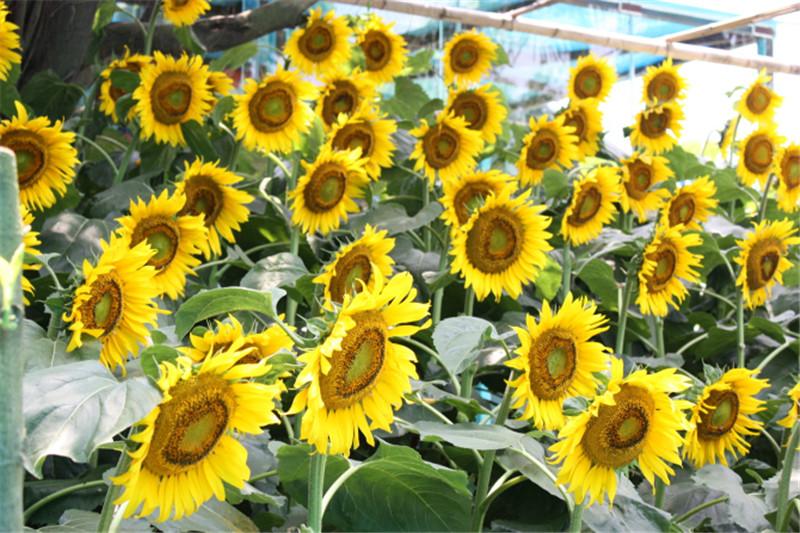 百萬葵園 百萬葵園