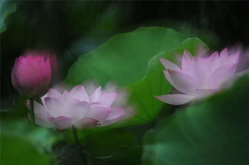 百萬葵園 百萬葵園
