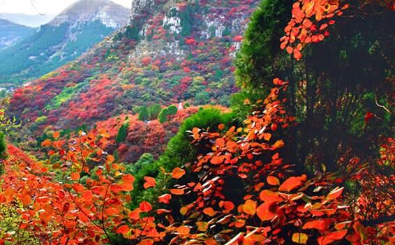 從化石門國家森林公園紅葉