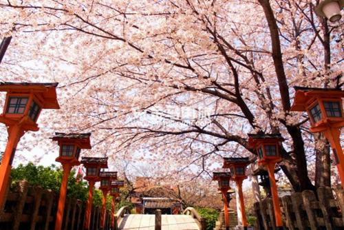 日本櫻花