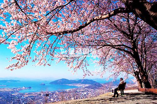 韓國櫻花