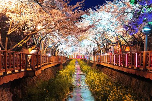 韓國櫻花