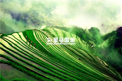 龍脊梯田